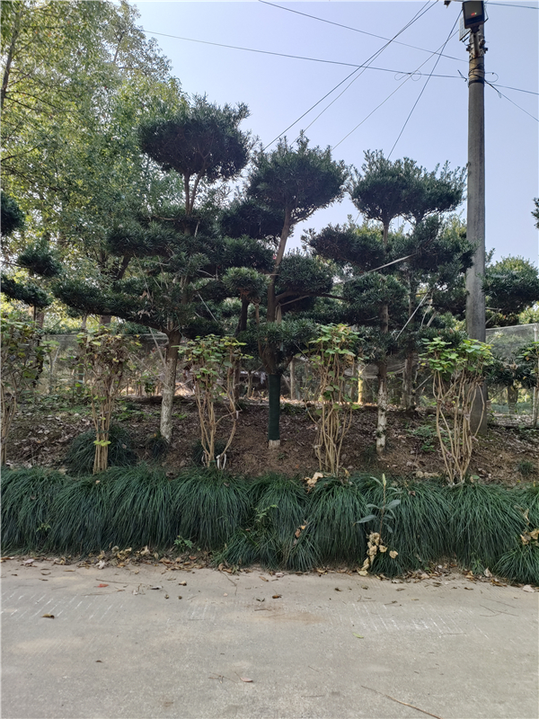 罗汉松