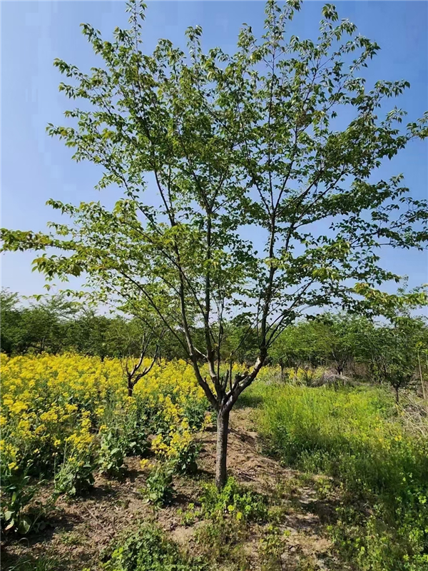樱花树