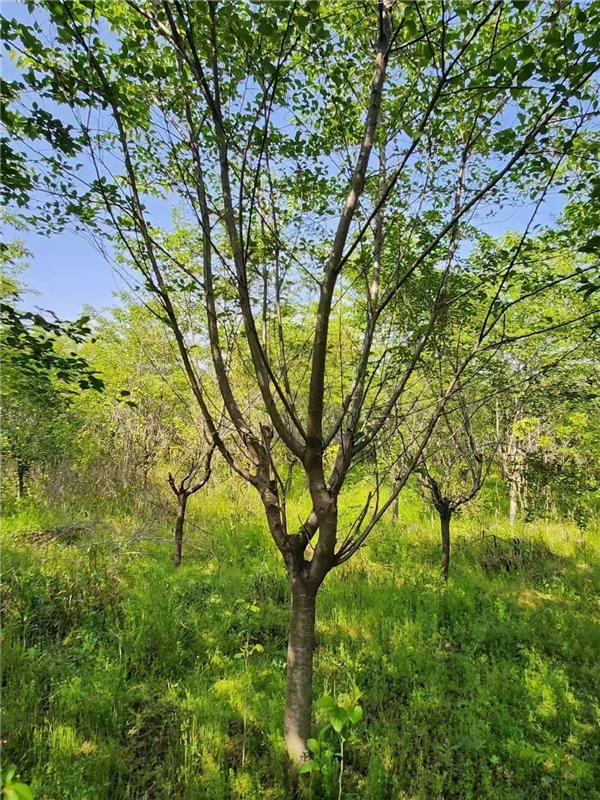 樱花树