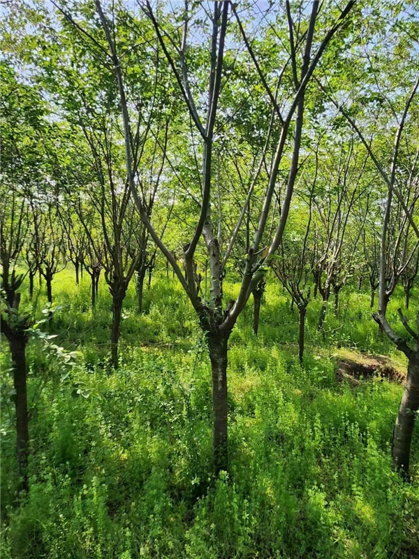樱花树