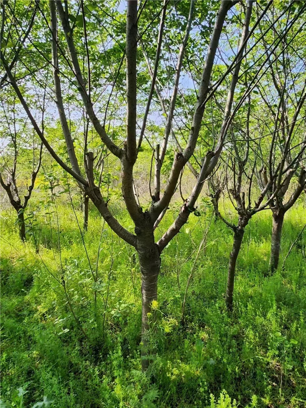 樱花树 樱花树