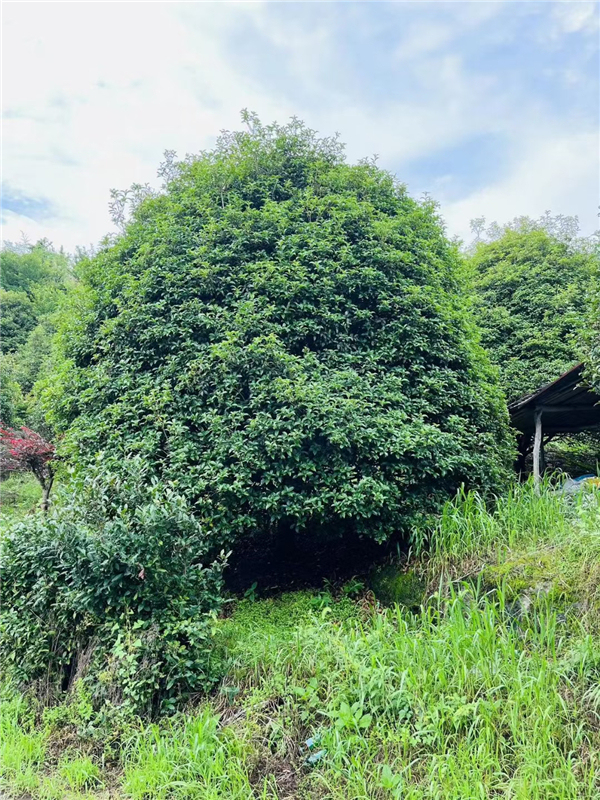 桂花树