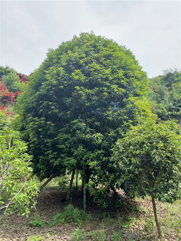桂花树 桂花树
