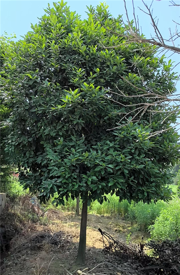 柚子树