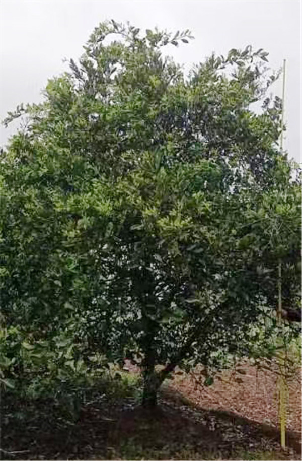 香橼