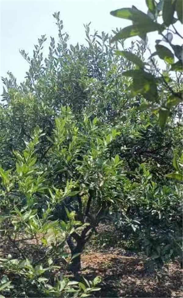 香橼