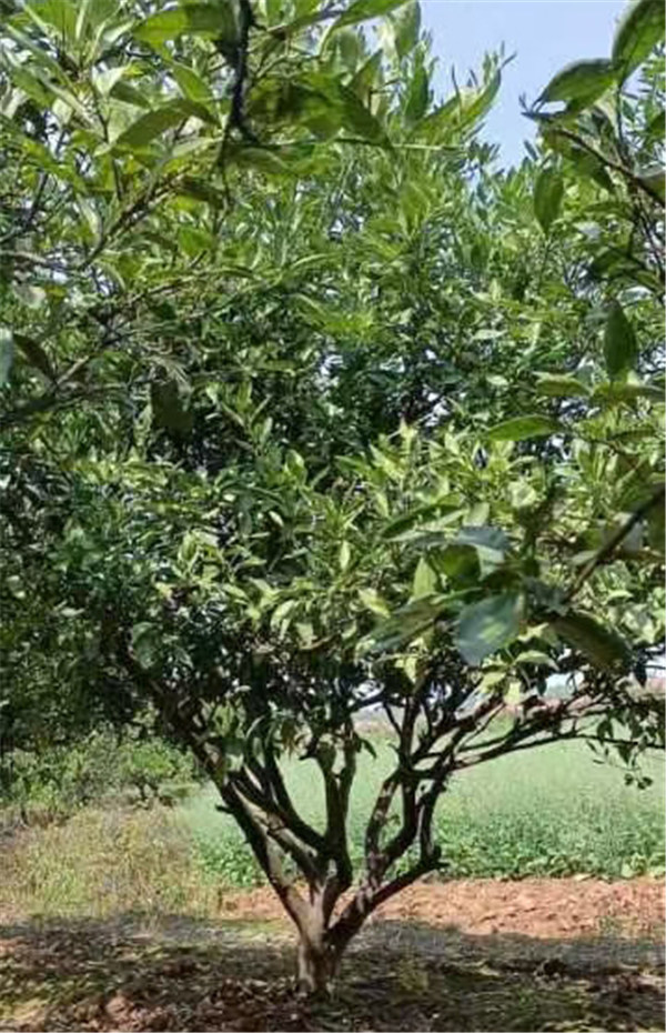 香橼 香橼