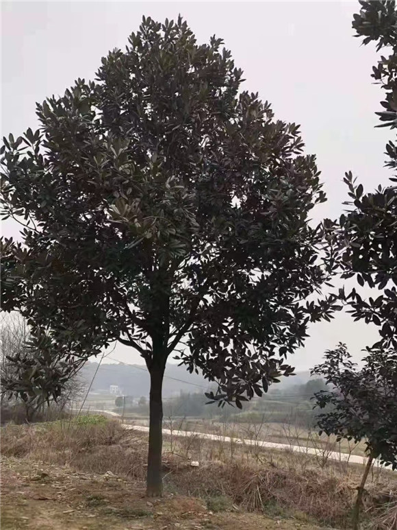 广玉兰