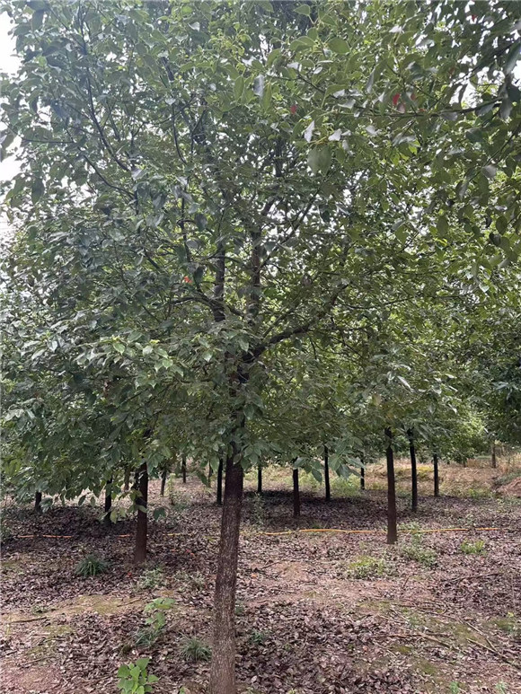 香樟树