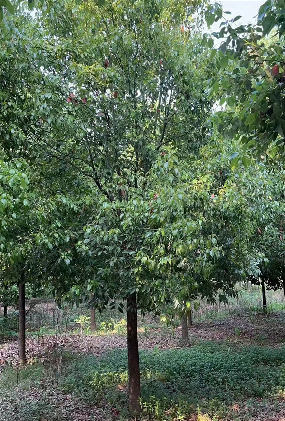 香樟树