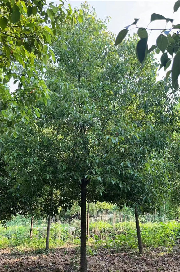 香樟树 香樟树