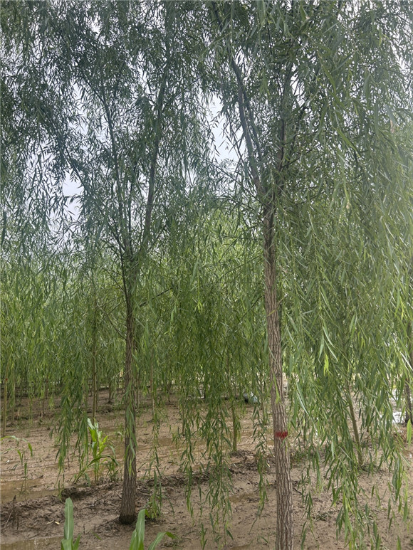 垂柳