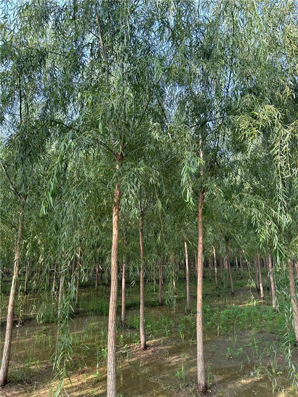垂柳