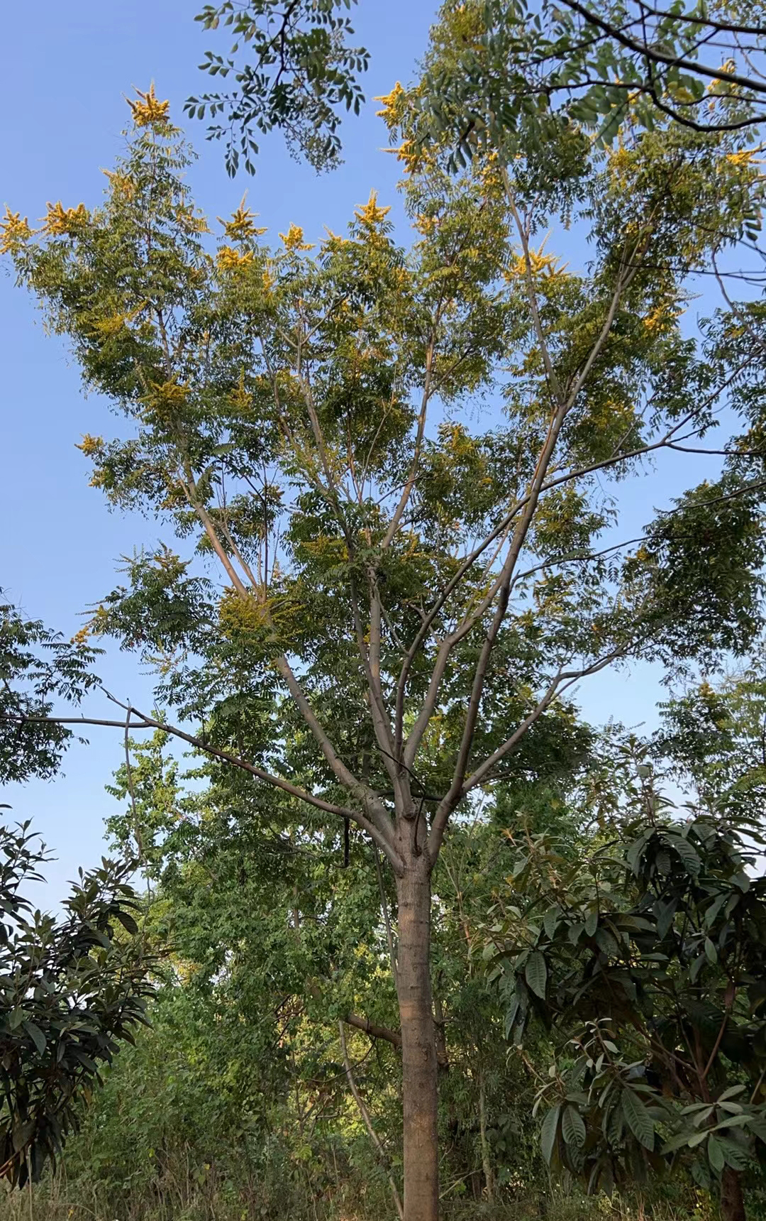 栾树