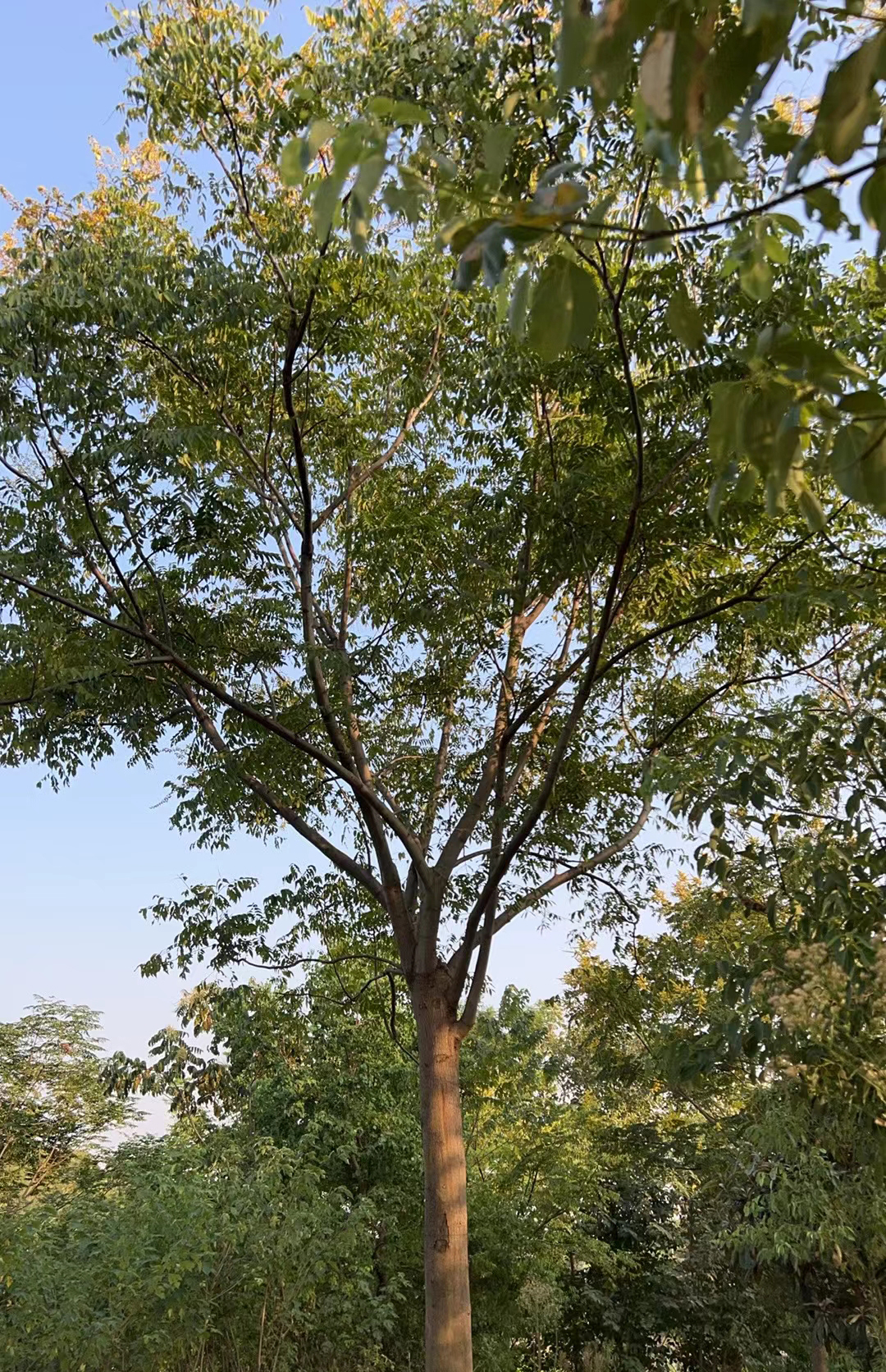 栾树 栾树
