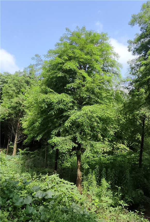 落羽杉 落羽杉