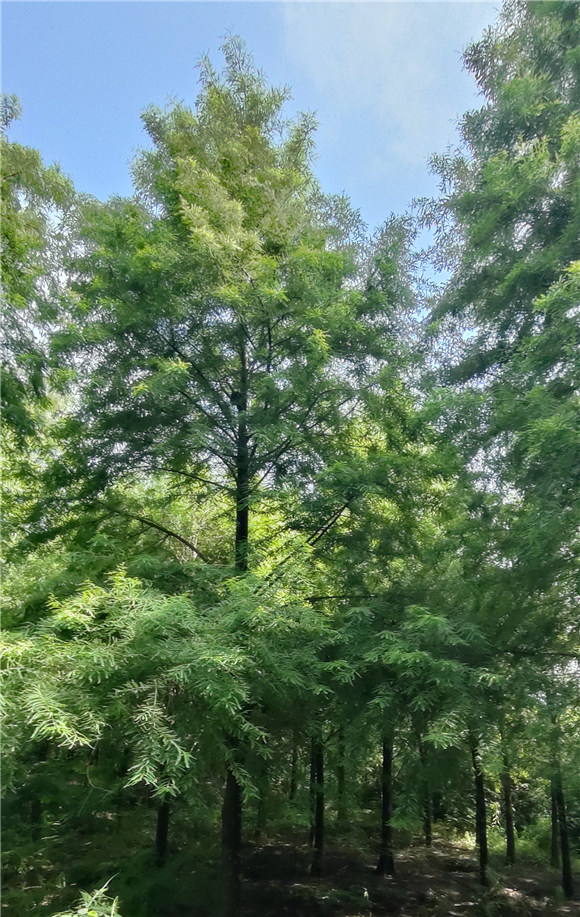 落羽杉