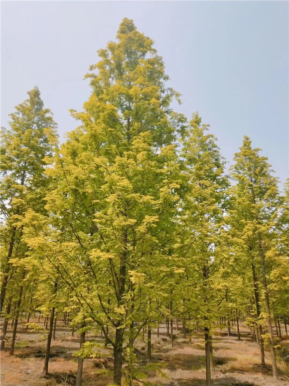金叶水杉