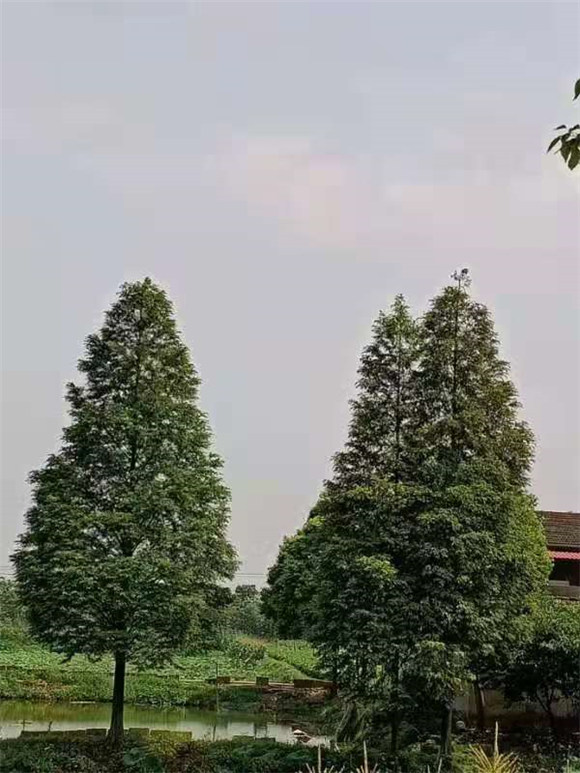 水杉