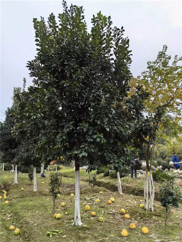 柚子树