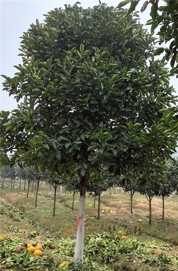 柚子树
